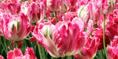 Zkušená rada: jak zasadit tulipány na podzim na zemi